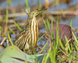 Image. Yellow Bittern