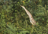 Image. Yellow Bittern