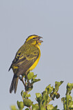 Image. Yellow Canary