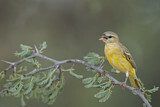 Image. Yellow Canary