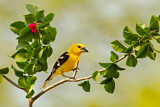 Image. Yellow Grosbeak
