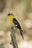 Image. Yellow Grosbeak