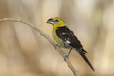 Image. Yellow Grosbeak