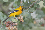 Image. Yellow Oriole