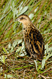 Image. Yellow Rail