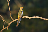 Image. Yellow Rosella