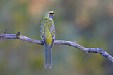 Image. Yellow Rosella