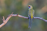 Image. Yellow Rosella
