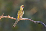 Image. Yellow Rosella