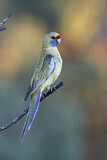 Image. Yellow Rosella