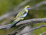 Image. Yellow Rosella