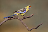 Image. Yellow Rosella