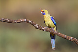 Image. Yellow Rosella