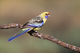 Image. Yellow Rosella