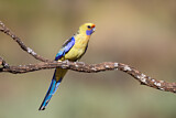 Image. Yellow Rosella