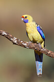 Image. Yellow Rosella