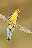 Image. Yellow Rosella