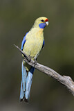 Image. Yellow Rosella