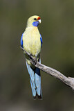 Image. Yellow Rosella