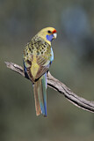 Image. Yellow Rosella