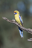 Image. Yellow Rosella
