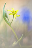 Image. Yellow Star-of-Bethlehem