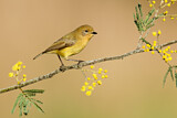 Image. Yellow Thornbill