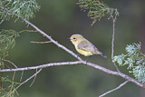Image. Yellow Thornbill