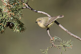 Image. Yellow Thornbill