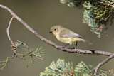 Image. Yellow Thornbill