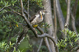 Image. Yellow Wattlebird