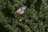 Image. Yellow Wattlebird