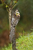 Image. Yellow Wattlebird