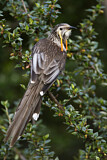 Image. Yellow Wattlebird