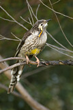 Image. Yellow Wattlebird