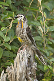 Image. Yellow Wattlebird