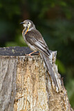 Image. Yellow Wattlebird