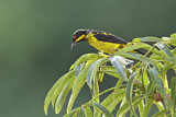 Image. Yellow-bellied Dacnis
