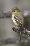 Image. Yellow-bellied Flycatcher