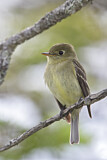 Image. Yellow-bellied Flycatcher