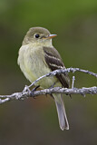 Image. Yellow-bellied Flycatcher