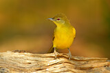 Image. Yellow-bellied Greenbul
