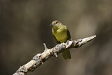 Image. Yellow-bellied Greenbul