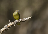 Image. Yellow-bellied Greenbul