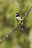 Image. Yellow-bellied Seedeater