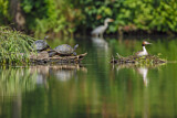 Image. Yellow-bellied Slider + Red-eared Slider