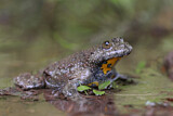 Image. Yellow-bellied Toad