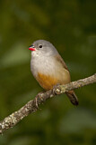Image. Yellow-bellied Waxbill