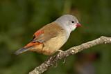 Image. Yellow-bellied Waxbill