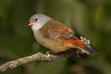Image. Yellow-bellied Waxbill